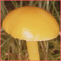 Photograph of Hygrocybe chlorophana