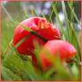 Photograph of Hygrocybe coccinea