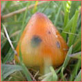 Photograph of Hygrocybe conica
