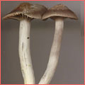 Photograph of Hygrocybe flavipes