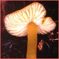 Photograph of Hygrocybe glutinipes var glutinipes