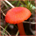 Photograh of Hygrocybe helobia