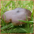 Photograph of Hygrocybe ingrata