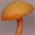 Photograph of Hygrocybe insipida