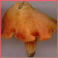 Photograph of Hygrocybe intermedia