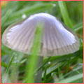 Photograph of Hygrocybe irrigata