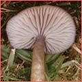 Photograph of Hygrocybe laeta