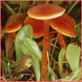 Photograph of Hygrocybe miniata