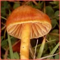 Photograph of Hygrocybe mucronella