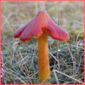 Photograph of Hygrocybe persistens var konradii