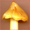 Photograph of Hygrocybe persistens