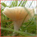 Photograph of Hygrocybe pratensis var pallida