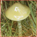 Photograph of Hygrocybe psittacina var psittacina