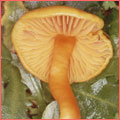 Photograph of Hygrocybe quieta