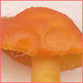 Photograph of Hygrocybe reidii