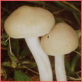 Photograph of Hygrocybe russocoriacea