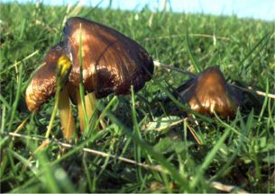 Photograph of Hygrocybe spadicea