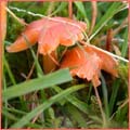 Photograph of Hygrocybe splendidissima