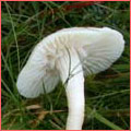 Photograph of Hygrocybe virginea