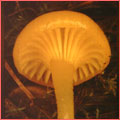 Photograph of Hygrocybe vittelina